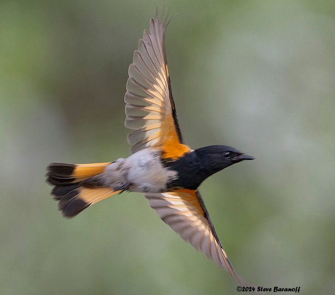 _B248243 american redstart.jpg